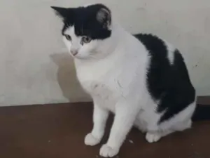 Gato raça SRD idade 2 anos nome Nala