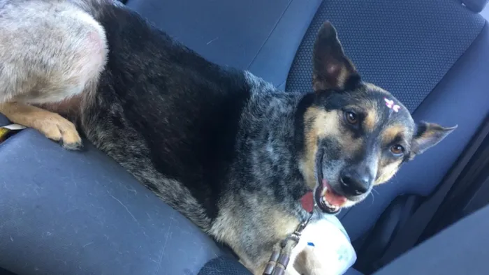 Cachorro ra a Srd idade 5 anos nome Pephyta 