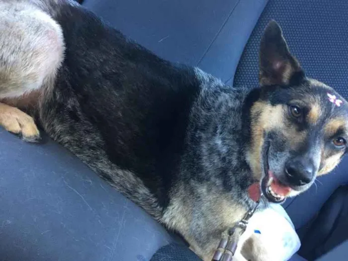 Cachorro ra a Srd idade 5 anos nome Pephyta 