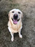 Hórus