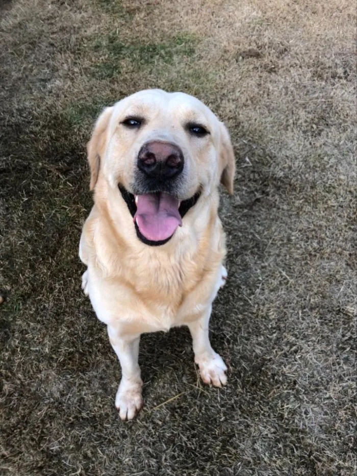 Cachorro ra a Labrador idade 6 ou mais anos nome Hórus