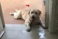 Hórus