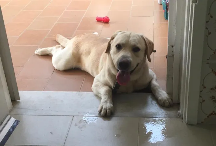 Cachorro ra a Labrador idade 6 ou mais anos nome Hórus