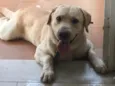 Hórus