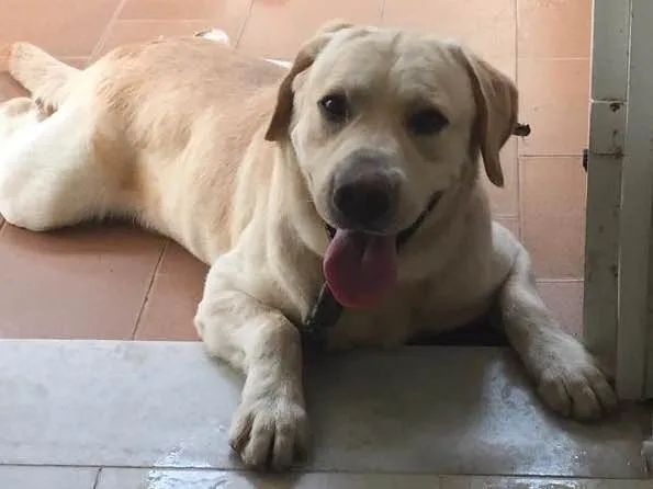 Cachorro ra a Labrador idade 6 ou mais anos nome Hórus