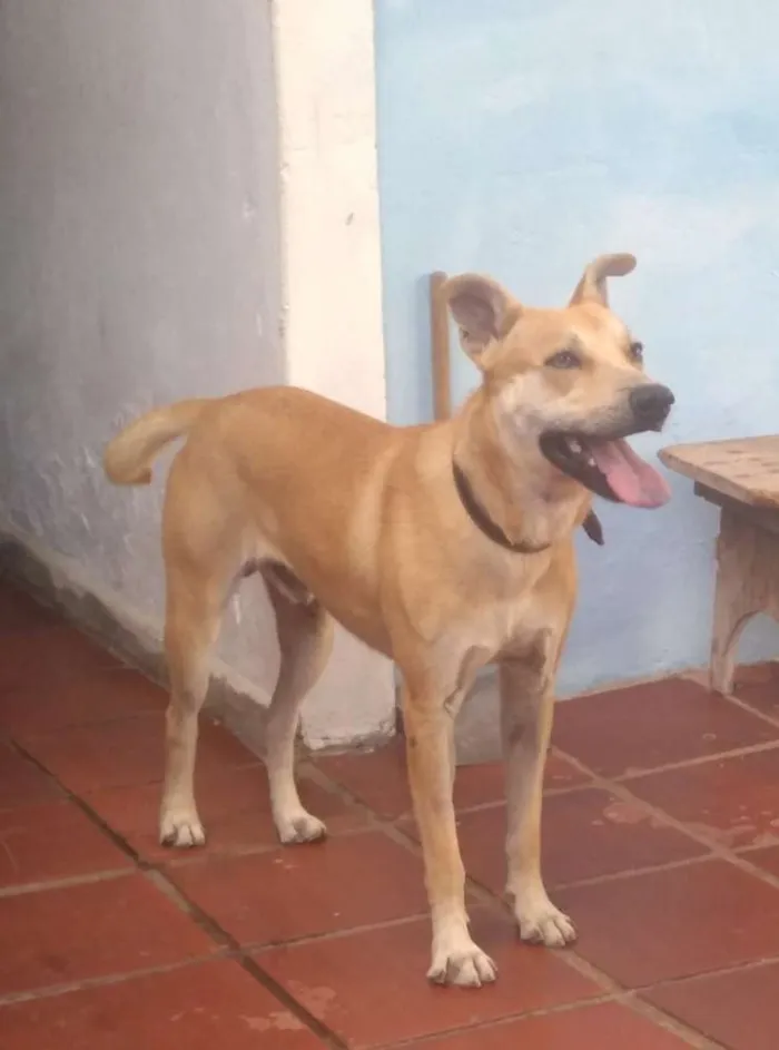 Cachorro ra a Srd idade 1 ano nome Duck