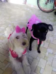 Emily e princesa