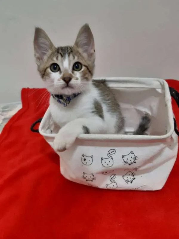 Gato ra a SRD idade 2 a 6 meses nome Mamão
