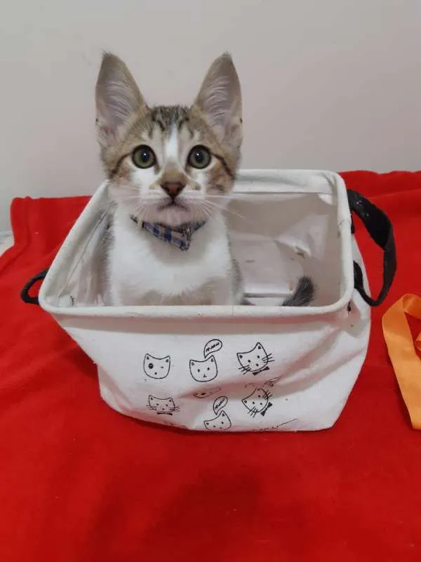 Gato ra a SRD idade 2 a 6 meses nome Mamão