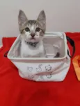 Mamão