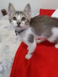 Mamão