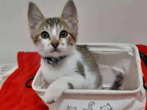 Gato raça SRD idade 2 a 6 meses nome Mamão