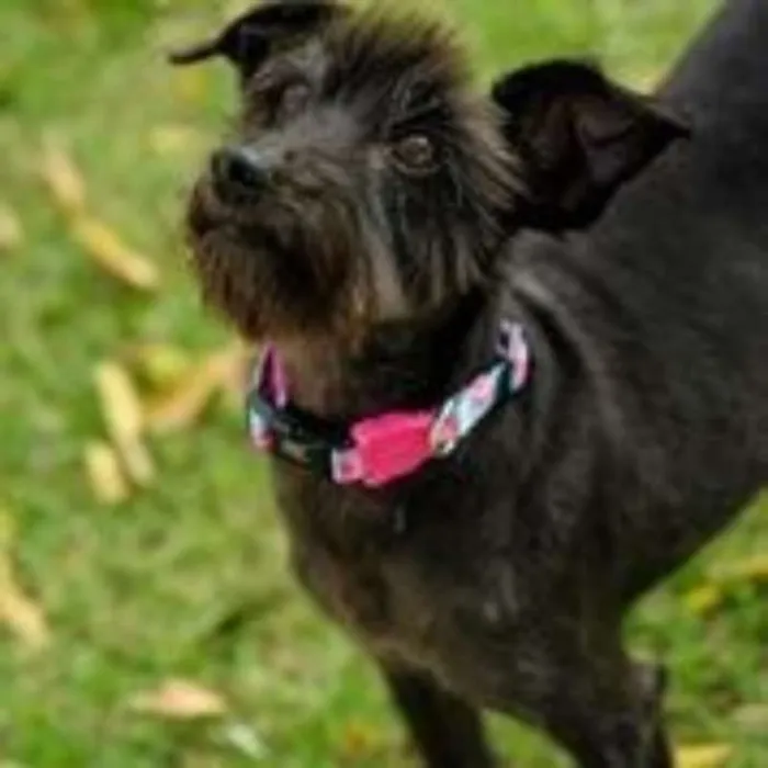 Cachorro ra a SRD idade 4 anos nome Malu