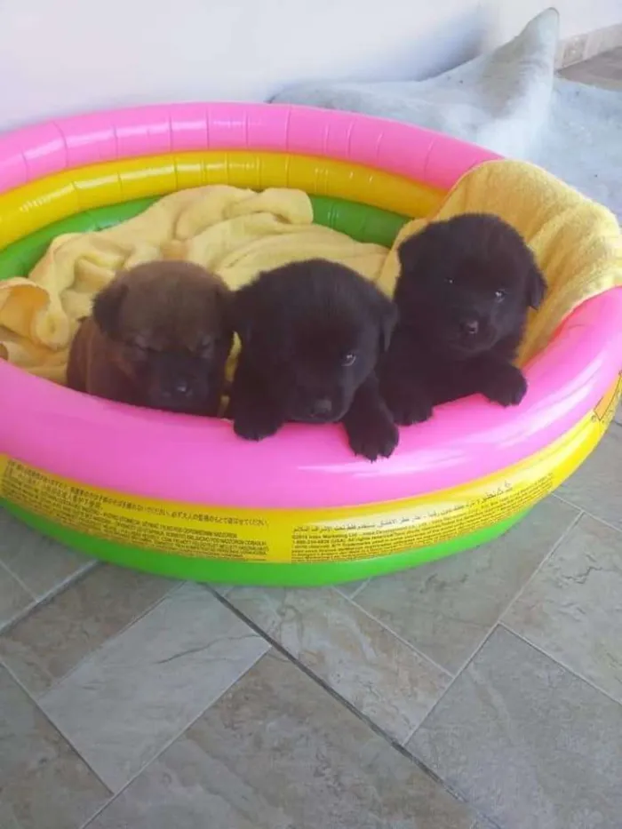 Cachorro raça Mestiços de Chow Chow idade 2 a 6 meses nome Folhote Mix de CChow