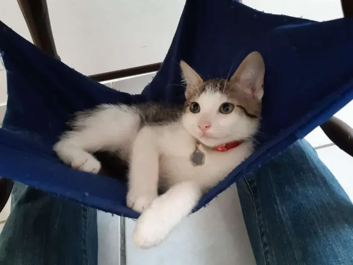 Gato ra a SRD idade 2 a 6 meses nome Damasco