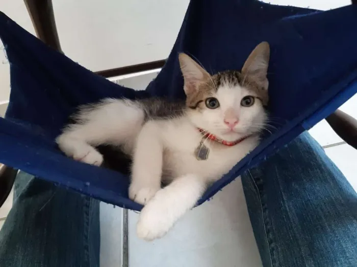 Gato ra a SRD idade 2 a 6 meses nome Damasco