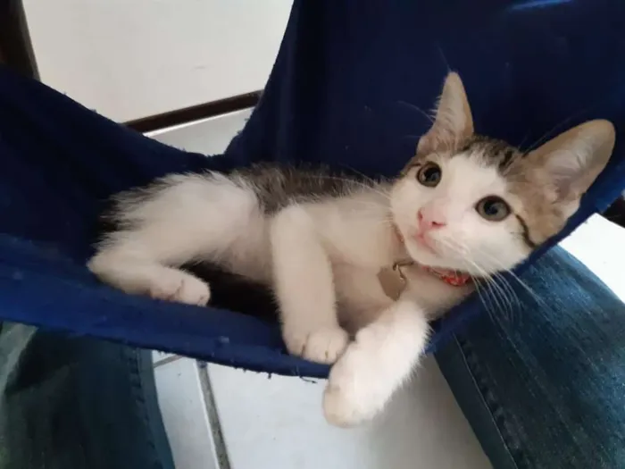 Gato ra a SRD idade 2 a 6 meses nome Damasco
