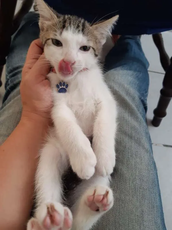 Gato ra a SRD idade 2 a 6 meses nome Damasco