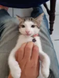 Damasco