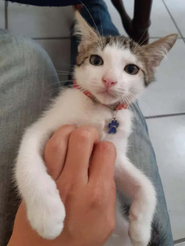 Gato ra a SRD idade 2 a 6 meses nome Damasco