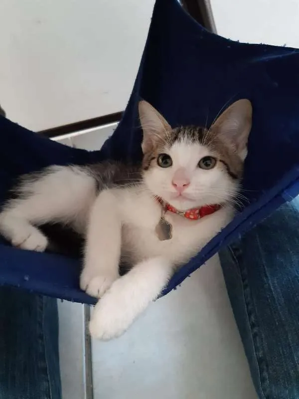 Gato ra a SRD idade 2 a 6 meses nome Damasco
