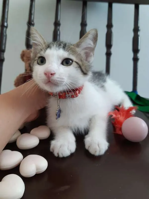 Gato ra a SRD idade 2 a 6 meses nome Damasco