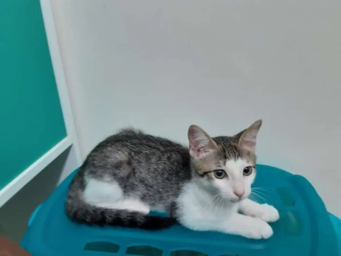 Gato ra a SRD idade 2 a 6 meses nome Damasco