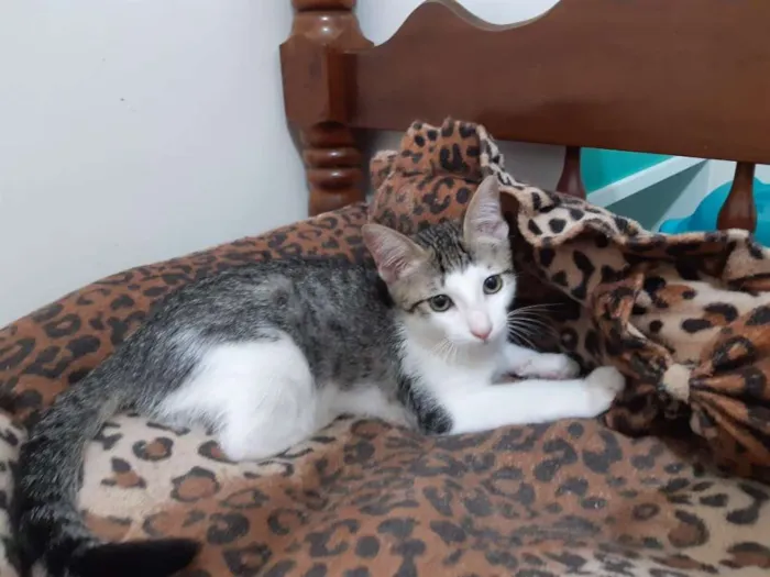 Gato ra a SRD idade 2 a 6 meses nome Damasco