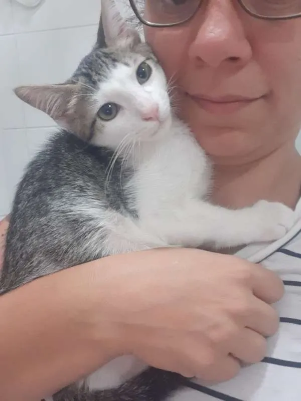 Gato ra a SRD idade 2 a 6 meses nome Damasco