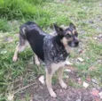 Pephyta 