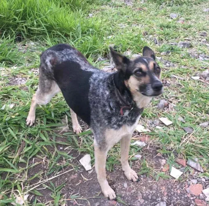 Cachorro ra a Srd idade 5 anos nome Pephyta 