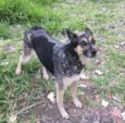Pephyta
