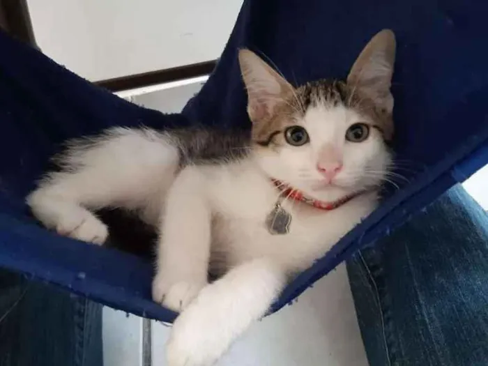 Gato ra a SRD idade 2 a 6 meses nome Damasco