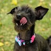 Cachorro ra a SRD idade 4 anos nome Malu
