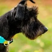 Cachorro ra a SRD idade 4 anos nome Malu