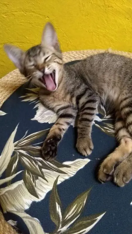 Gato ra a SRD idade 2 a 6 meses nome Magali