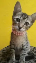 Magali