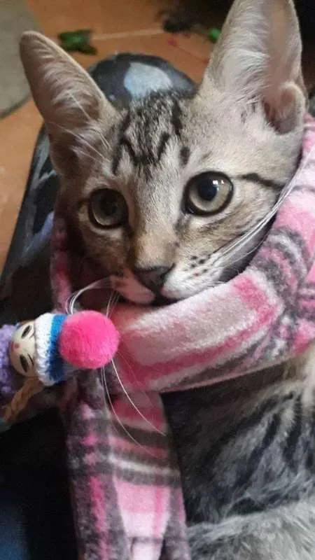 Gato ra a SRD idade 2 a 6 meses nome Magali