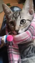 Magali