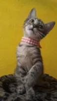 Magali