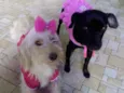 Emily e princesa