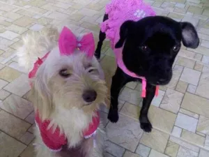 Cachorro raça SRD idade 2 anos nome Emily e princesa
