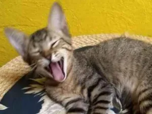 Gato raça SRD idade 2 a 6 meses nome Magali