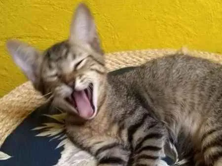 Gato ra a SRD idade 2 a 6 meses nome Magali