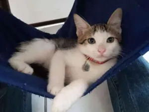 Gato raça SRD idade 2 a 6 meses nome Damasco