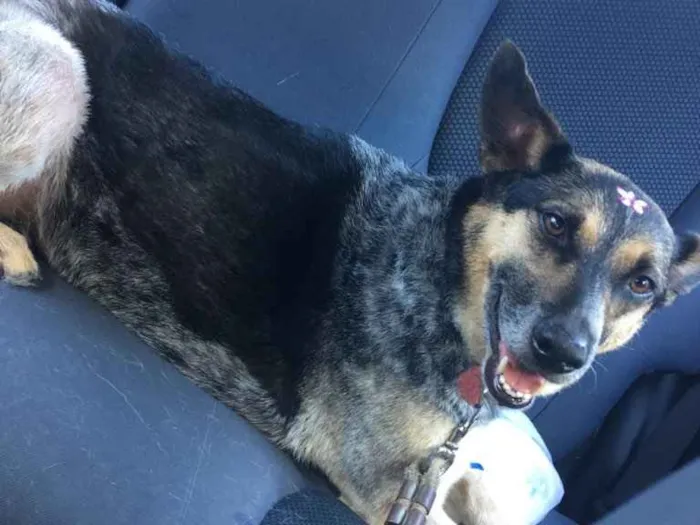 Cachorro ra a Srd idade 5 anos nome Pephyta 