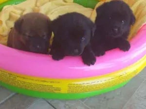 Cachorro raça Mestiços de Chow Chow idade 2 a 6 meses nome Folhote Mix de CChow
