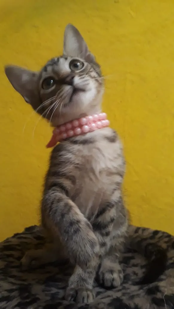Gato ra a SRD idade 2 a 6 meses nome Magali