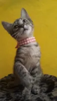 Magali