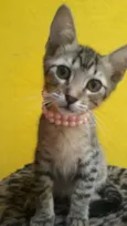 Magali